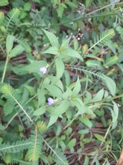 Violaceae