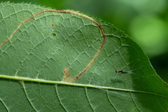 Lyonetia clerkella
