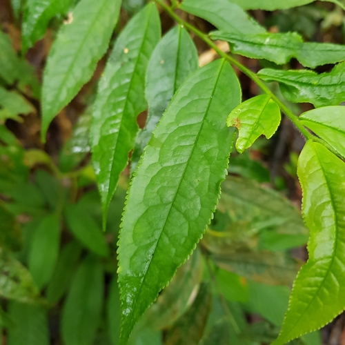 Image of Eurya acuminata by (c) pbsg, some rights reserved (CC BY)
