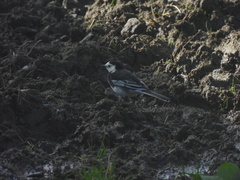 Motacilla alba yarrellii