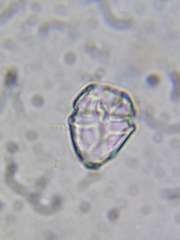 Parvodinium inconspicuum