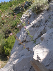 Centaurea glaberrima