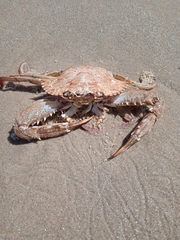 Ovalipes trimaculatus