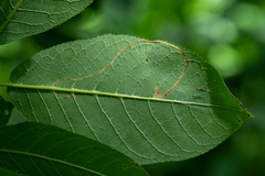 Lyonetia clerkella