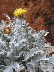 Centaurea ragusina