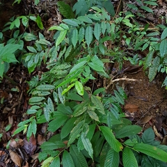 Eurya acuminata