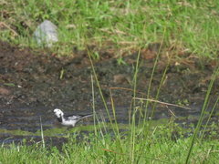 Motacilla alba yarrellii