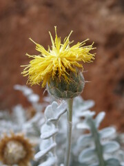 Centaurea ragusina