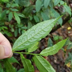 Eurya acuminata