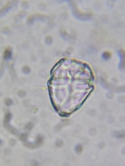 Parvodinium inconspicuum