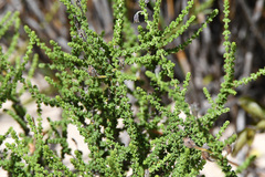 Jamesbrittenia microphylla