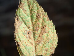 Puccinia menthae