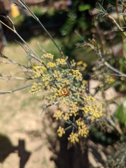 Euodynerus pratensis