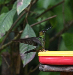 Heliodoxa leadbeateri