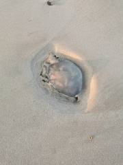 Rhizostoma octopus