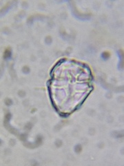 Parvodinium inconspicuum