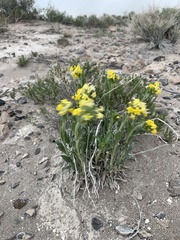 Oreocarya confertiflora