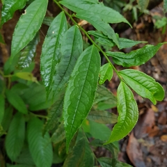 Eurya acuminata