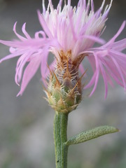 Centaurea spinosociliata
