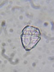 Parvodinium inconspicuum
