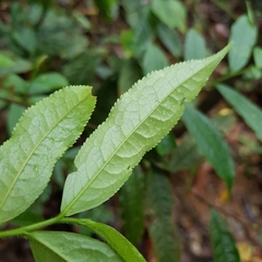 Eurya acuminata