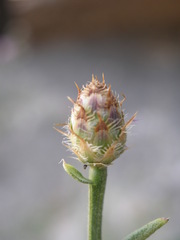Centaurea spinosociliata