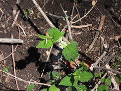 Lantana velutina