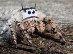 Phidippus otiosus