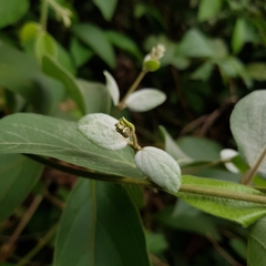 Congea tomentosa