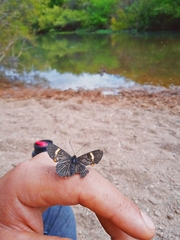Riodina lycisca