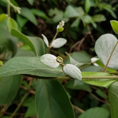 Congea tomentosa