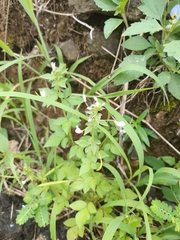 Cleome rutidosperma image