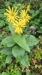 Silphium integrifolium