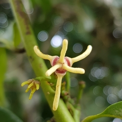 Artabotrys suaveolens