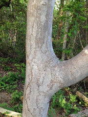 Bursera tomentosa