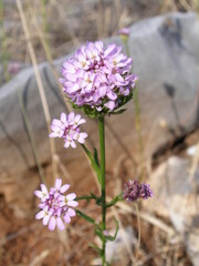Iberis umbellata