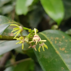 Artabotrys suaveolens