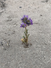 Phacelia crenulata