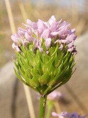 Iberis umbellata