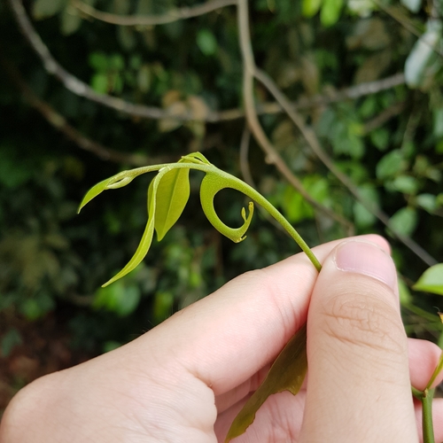 Image of Artabotrys suaveolens by (c) pbsg, some rights reserved (CC BY)