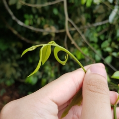 Artabotrys suaveolens