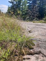 Panicum philadelphicum