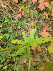Silene stellata