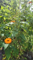 Tithonia rotundifolia