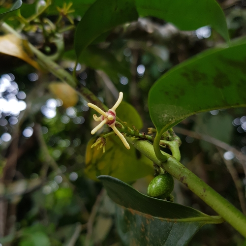 Image of Artabotrys suaveolens by (c) pbsg, some rights reserved (CC BY)