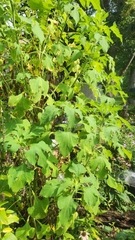 Tithonia rotundifolia