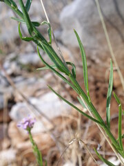 Iberis umbellata