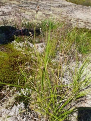 Carex cumulata