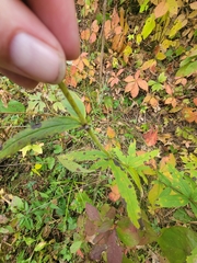 Silene stellata