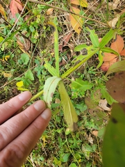 Silene stellata